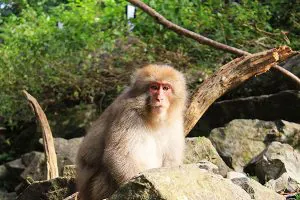 How to visit the Snow Monkeys in Japan