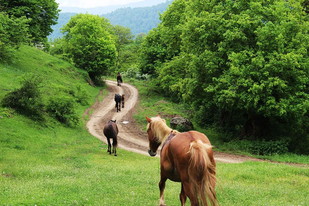 Horse riding in Dilijan Armenia