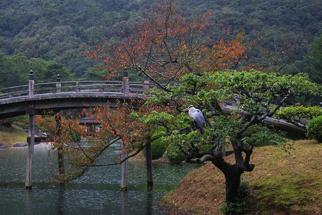 Japanese crane at Ritsurin Garden