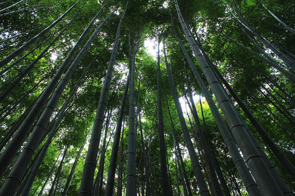 Kyoto's Bamboo forest