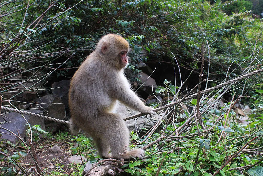 Japanese snow monkey playing