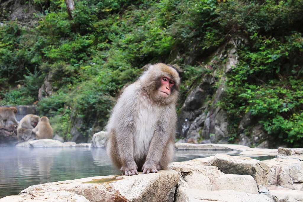 How to visit the Japanese Snow Monkeys