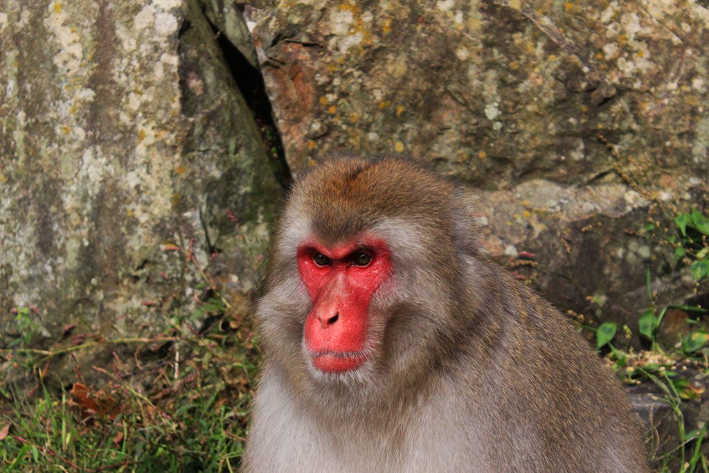 Red face Snow Monkey in Japan