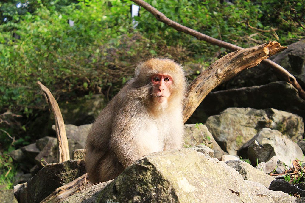 How to visit the Japanese Snow Monkeys