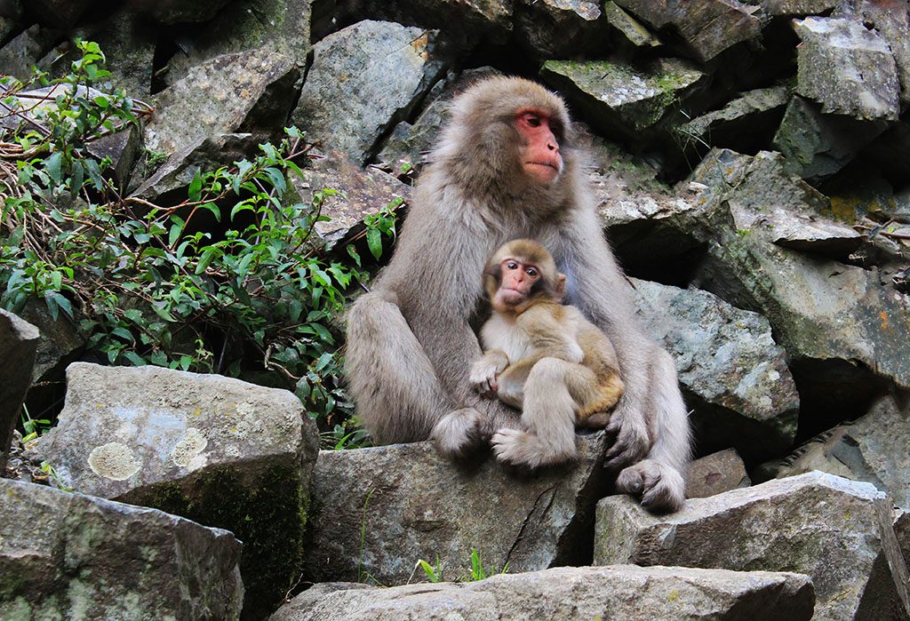 Mother and baby Japanese Snow monkeys