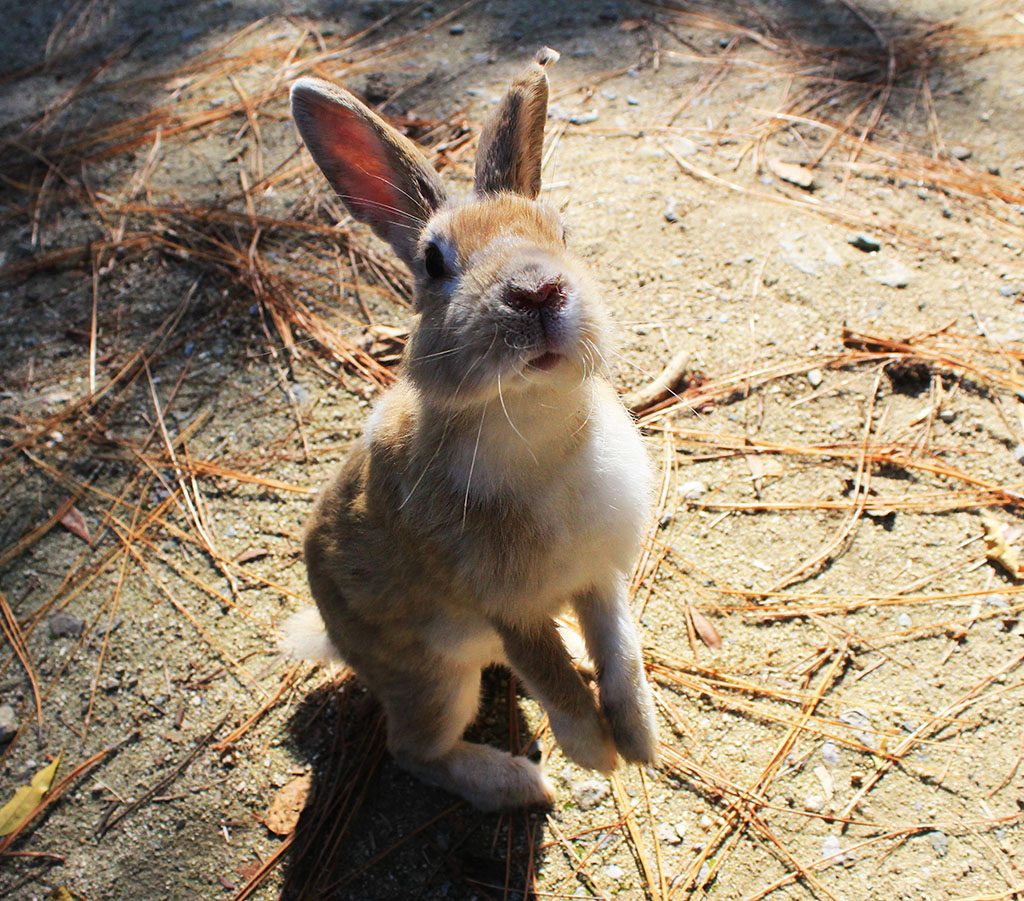 adorable rabbits on Rabbit Island in Japan