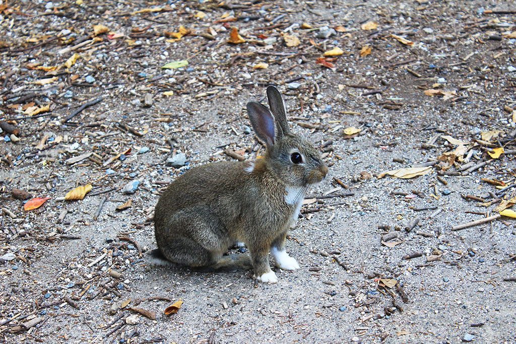 Cute rabbit from Japan's Rabbit Island