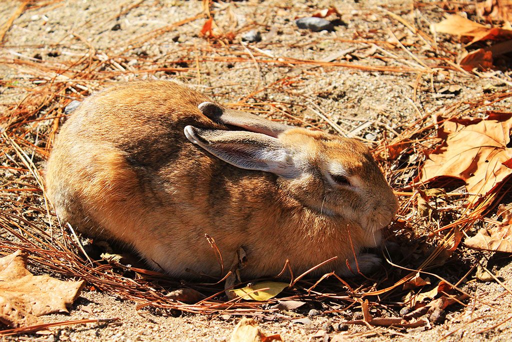Japan's rabbit island rabbits are cute