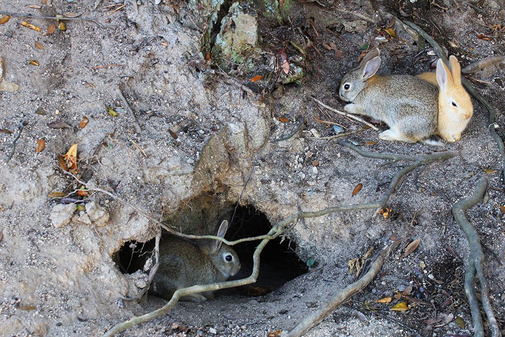 rabbits in Japan