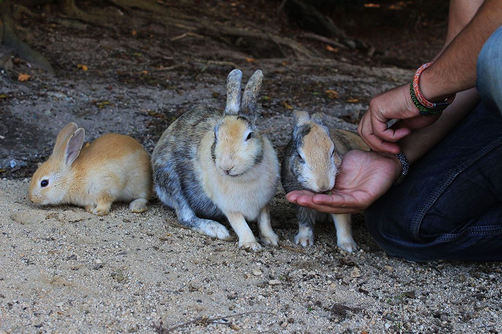 Feeding rabbits on Rabbit Island in Japan