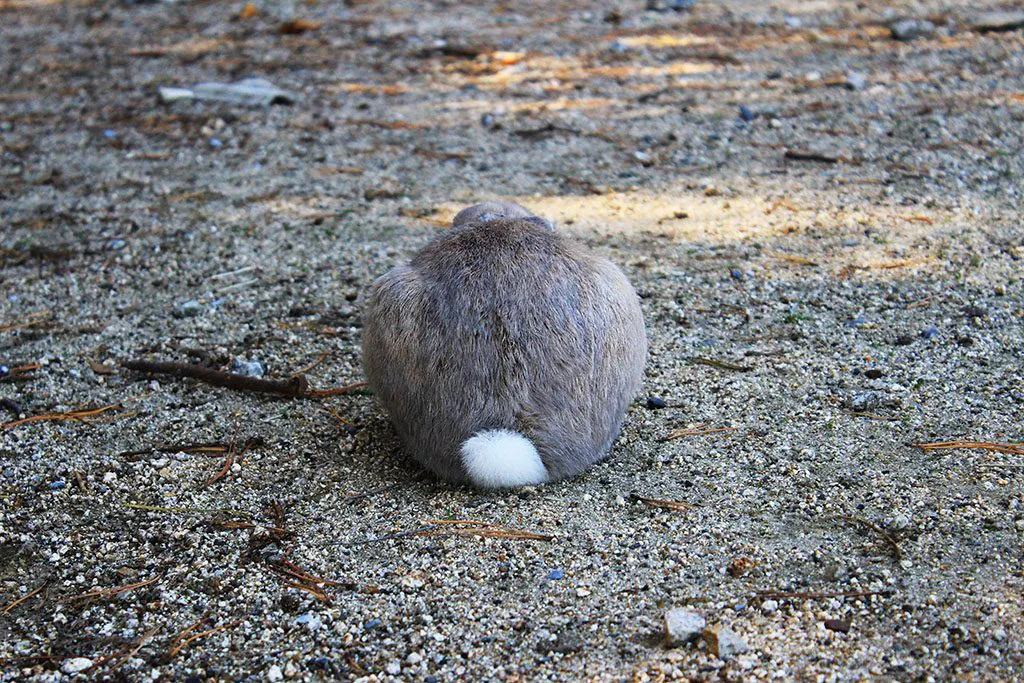 Fluffy rabbits in Japan