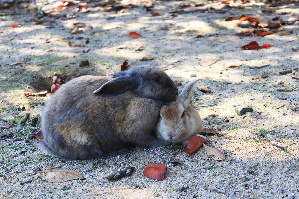 Rabbits in love on Rabbit Island in Japan