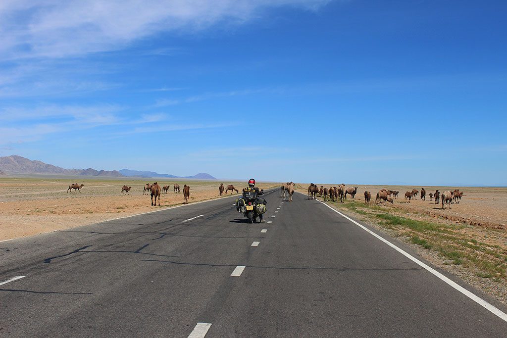 Adventure Motorcycle Travel in Mongolia with camels