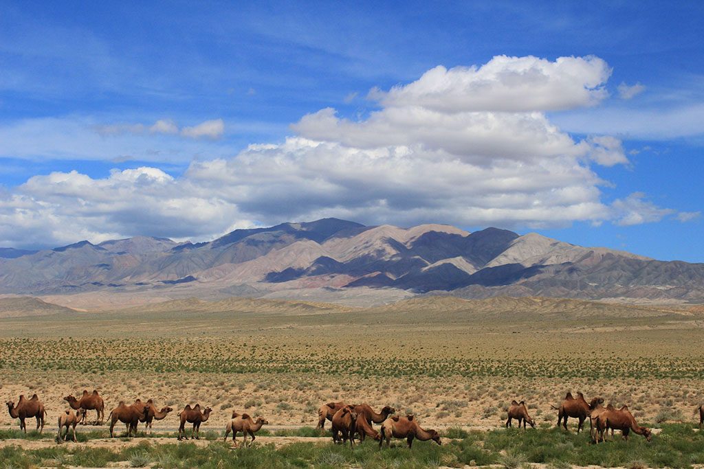 Camel caravan through Mongolia