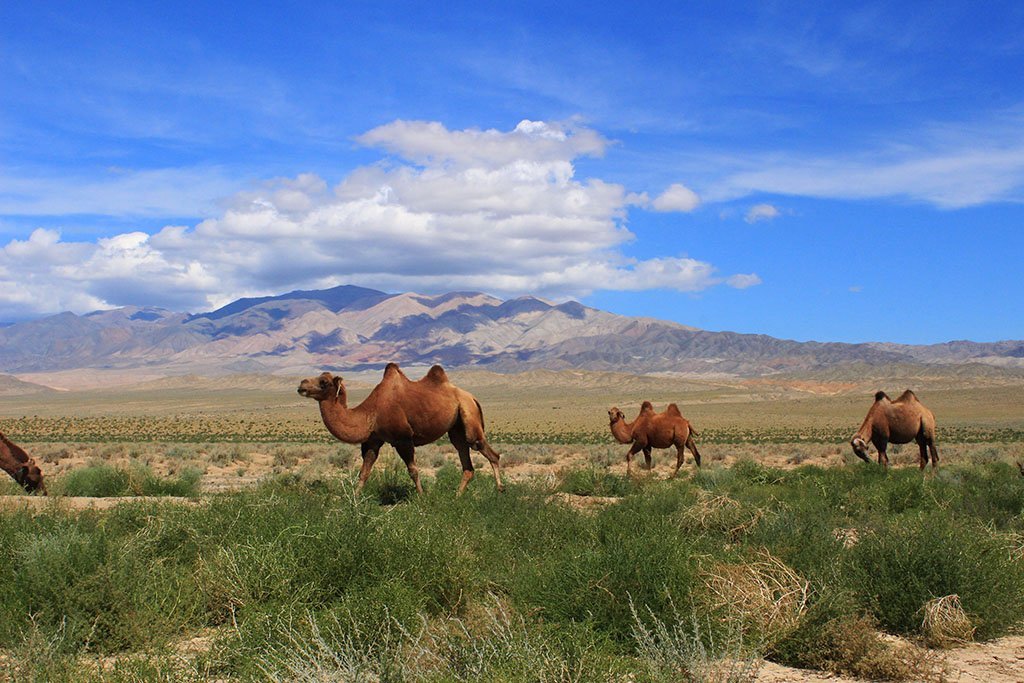 Camel shot in Mongolia