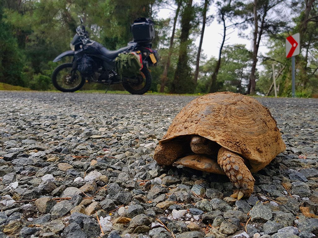 Tortoise crossing the road in Turkey