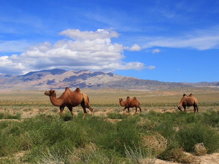 Motorcycle travel in Mongolia