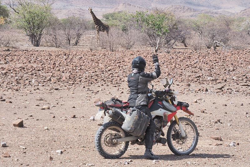 giraffe-in-damaraland Motorcycle Travel Guide Namibia