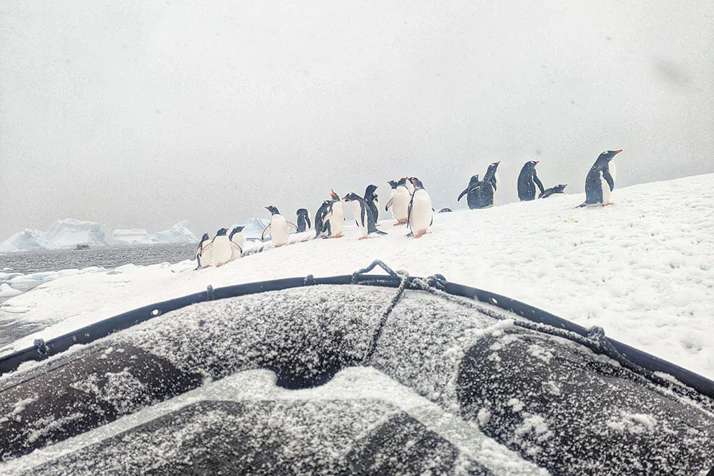 Antarctica Penguins