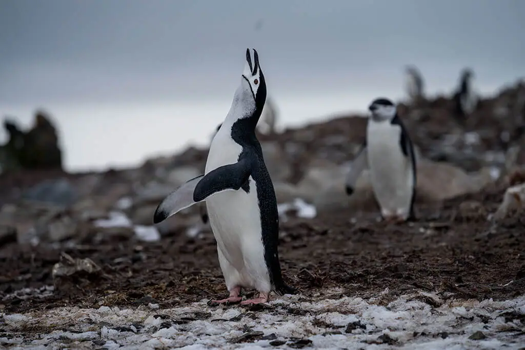 Antarctica Penguins
