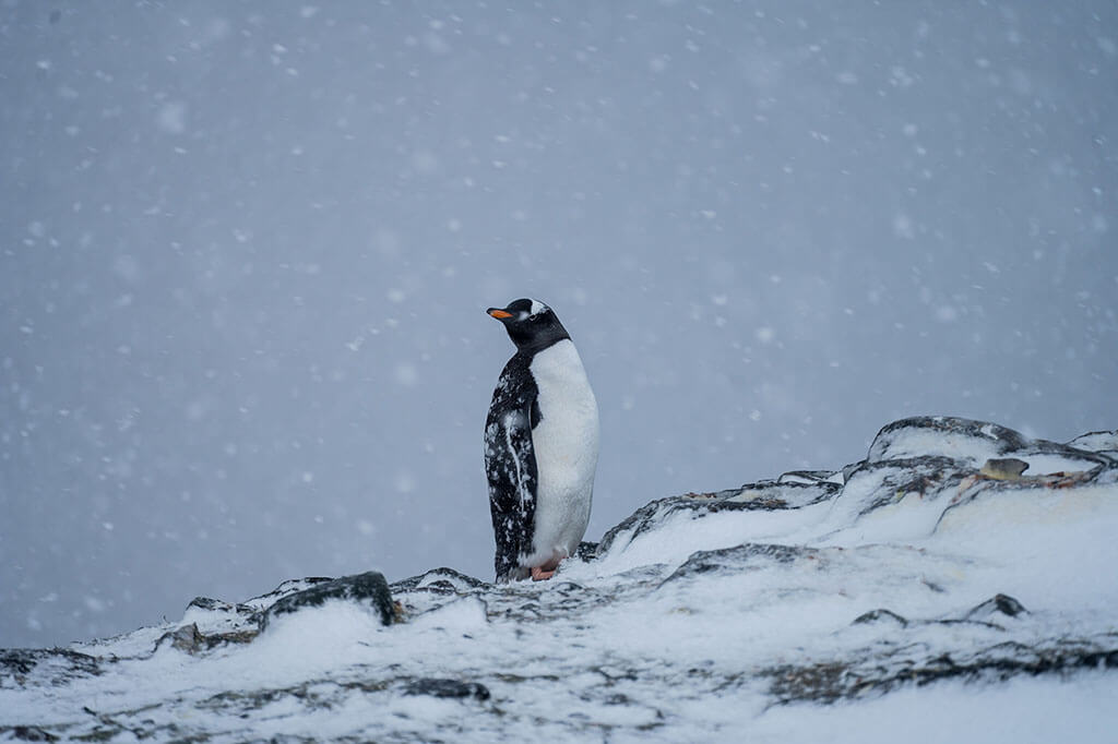 Antarctica Penguins