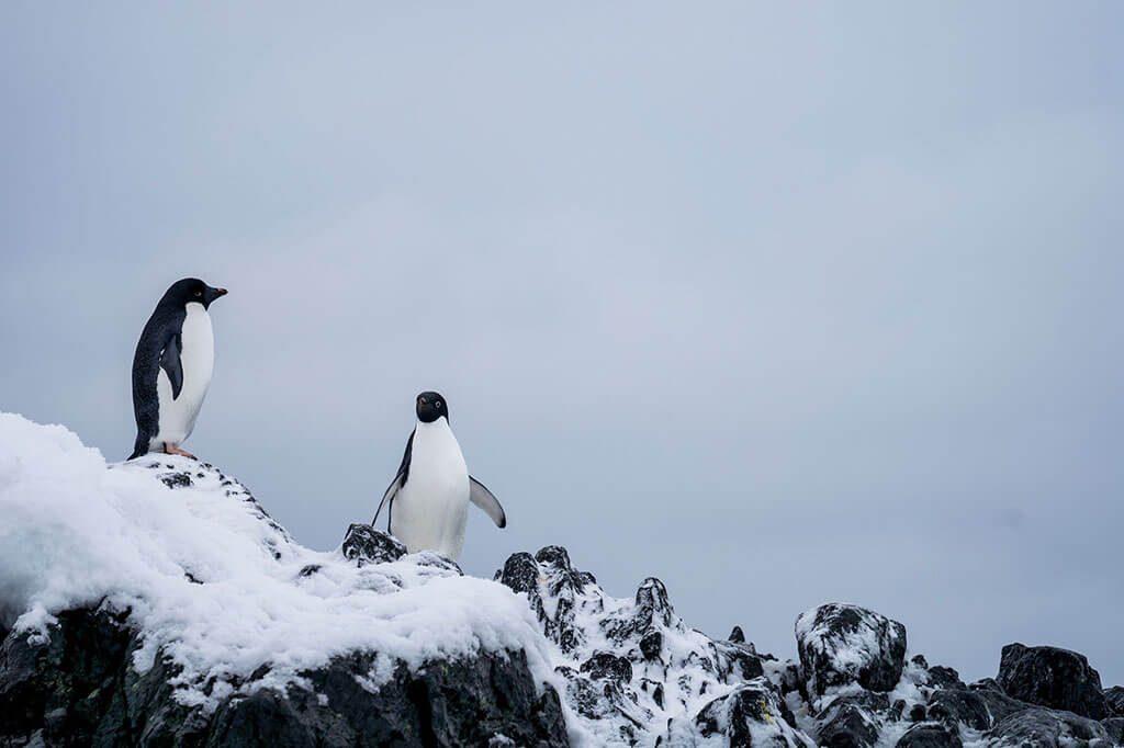 Antarctica Penguins