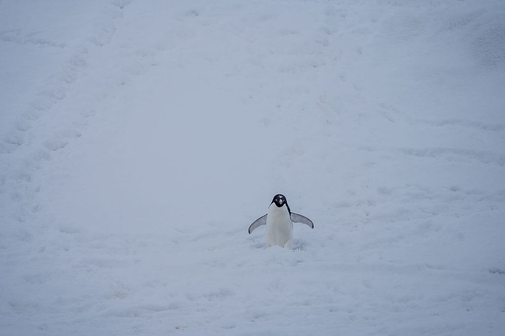 Antarctica Mad or Nomad
