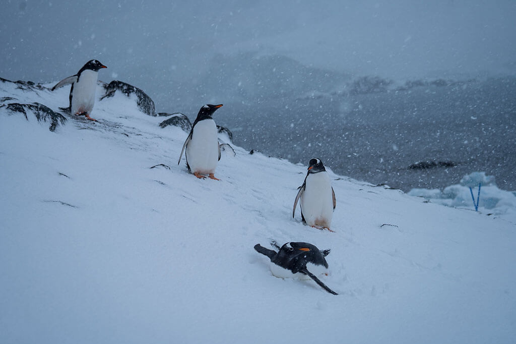 Antarctica Penguins