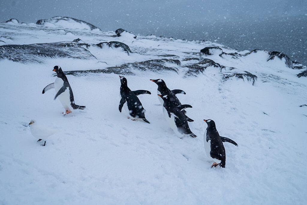 Antarctica Penguins