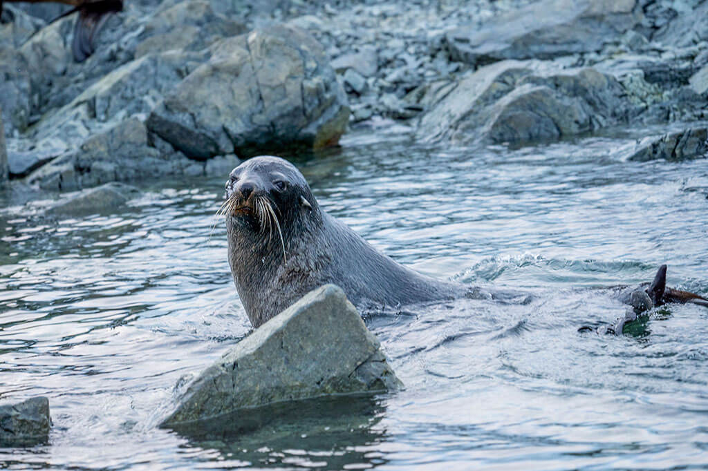 Antarctica seals