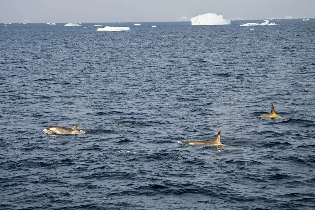 Antarctica Mad or Nomad