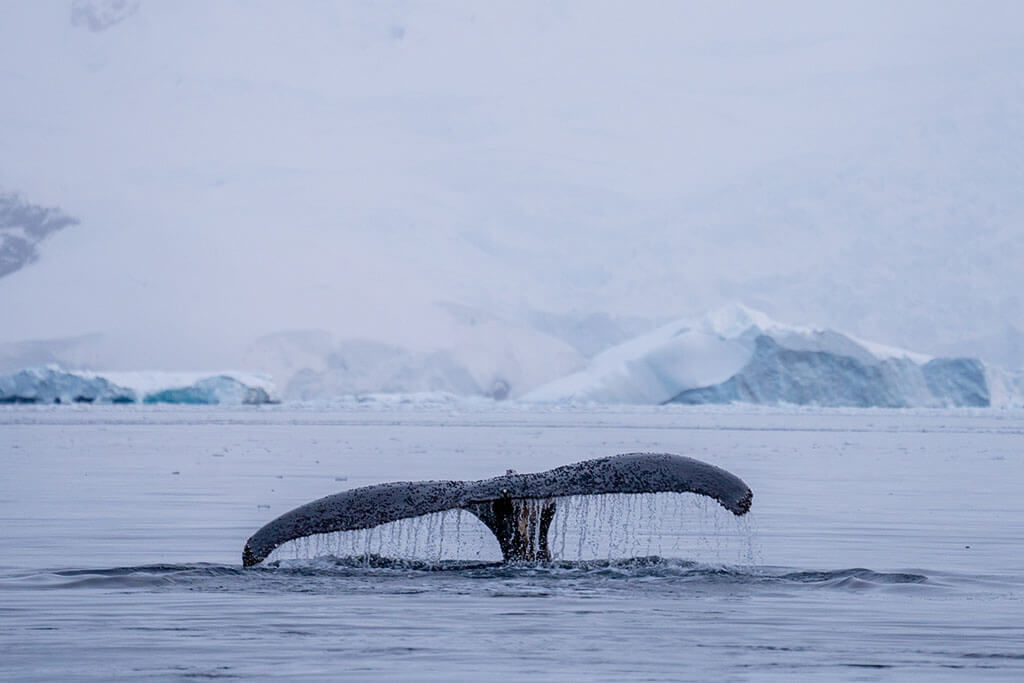 Antarctica Whales
