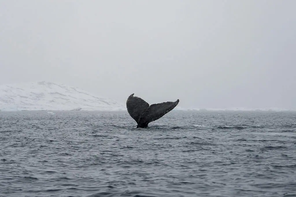 Antarctica Whales