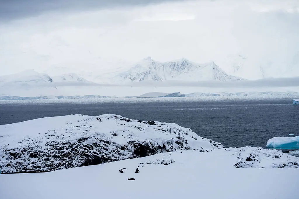 Antarctica Penguins